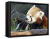 Red Panda Xia-Tschung-Mao Feeds on Bamboo-null-Framed Stretched Canvas