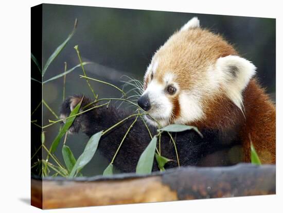 Red Panda Xia-Tschung-Mao Feeds on Bamboo-null-Stretched Canvas