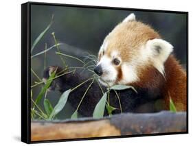 Red Panda Xia-Tschung-Mao Feeds on Bamboo-null-Framed Stretched Canvas