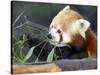 Red Panda Xia-Tschung-Mao Feeds on Bamboo-null-Stretched Canvas