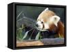 Red Panda Xia-Tschung-Mao Feeds on Bamboo-null-Framed Stretched Canvas