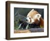 Red Panda Xia-Tschung-Mao Feeds on Bamboo-null-Framed Photographic Print