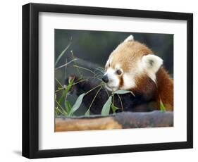 Red Panda Xia-Tschung-Mao Feeds on Bamboo-null-Framed Photographic Print