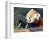 Red Panda Xia-Tschung-Mao Feeds on Bamboo-null-Framed Photographic Print