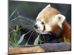 Red Panda Xia-Tschung-Mao Feeds on Bamboo-null-Mounted Photographic Print