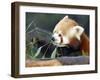 Red Panda Xia-Tschung-Mao Feeds on Bamboo-null-Framed Photographic Print