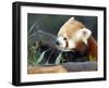 Red Panda Xia-Tschung-Mao Feeds on Bamboo-null-Framed Photographic Print