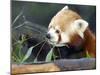 Red Panda Xia-Tschung-Mao Feeds on Bamboo-null-Mounted Photographic Print