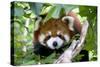 Red Panda-Lantern Press-Stretched Canvas