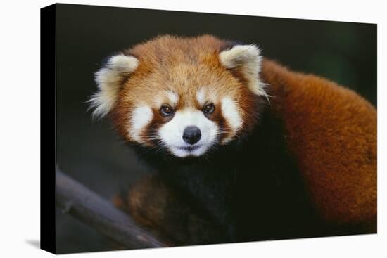 Red Panda-DLILLC-Stretched Canvas