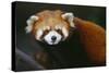 Red Panda-DLILLC-Stretched Canvas