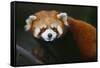 Red Panda-DLILLC-Framed Stretched Canvas