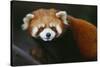 Red Panda-DLILLC-Stretched Canvas