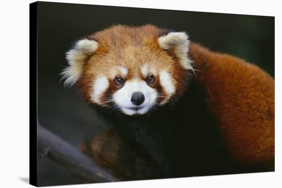 Red Panda-DLILLC-Stretched Canvas