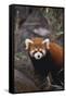 Red Panda-DLILLC-Framed Stretched Canvas