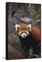 Red Panda-DLILLC-Framed Stretched Canvas