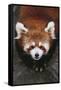 Red Panda-DLILLC-Framed Stretched Canvas