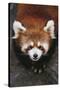 Red Panda-DLILLC-Stretched Canvas