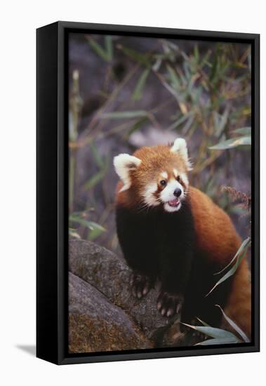 Red Panda-DLILLC-Framed Stretched Canvas