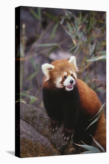 Red Panda-DLILLC-Stretched Canvas