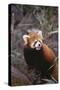 Red Panda-DLILLC-Stretched Canvas