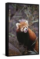 Red Panda-DLILLC-Framed Stretched Canvas