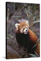 Red Panda-DLILLC-Stretched Canvas