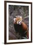 Red Panda-DLILLC-Framed Premium Photographic Print