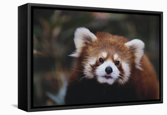 Red Panda-DLILLC-Framed Stretched Canvas