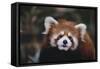 Red Panda-DLILLC-Framed Stretched Canvas