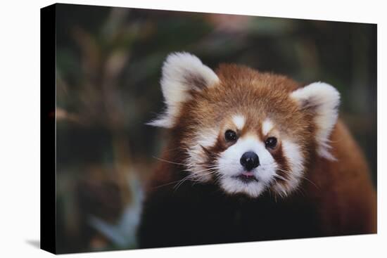 Red Panda-DLILLC-Stretched Canvas