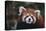 Red Panda-DLILLC-Stretched Canvas