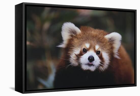 Red Panda-DLILLC-Framed Stretched Canvas