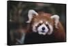 Red Panda-DLILLC-Framed Stretched Canvas