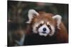 Red Panda-DLILLC-Stretched Canvas