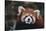 Red Panda-DLILLC-Stretched Canvas