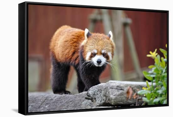 Red Panda-tomophotography-Framed Stretched Canvas