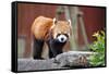 Red Panda-tomophotography-Framed Stretched Canvas