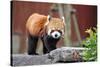 Red Panda-tomophotography-Stretched Canvas