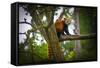 Red Panda-Mammon-Framed Stretched Canvas