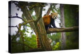 Red Panda-Mammon-Stretched Canvas