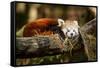 Red Panda-_jure-Framed Stretched Canvas