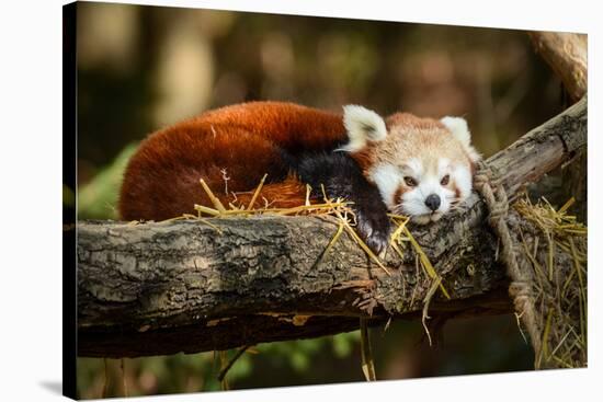 Red Panda-_jure-Stretched Canvas