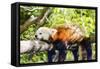 Red Panda-f8grapher-Framed Stretched Canvas