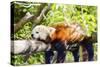 Red Panda-f8grapher-Stretched Canvas