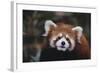 Red Panda-DLILLC-Framed Photographic Print