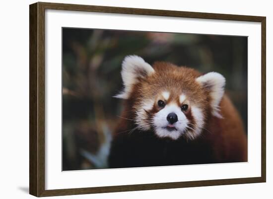 Red Panda-DLILLC-Framed Photographic Print