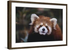 Red Panda-DLILLC-Framed Photographic Print