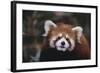 Red Panda-DLILLC-Framed Photographic Print