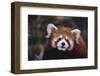 Red Panda-DLILLC-Framed Photographic Print